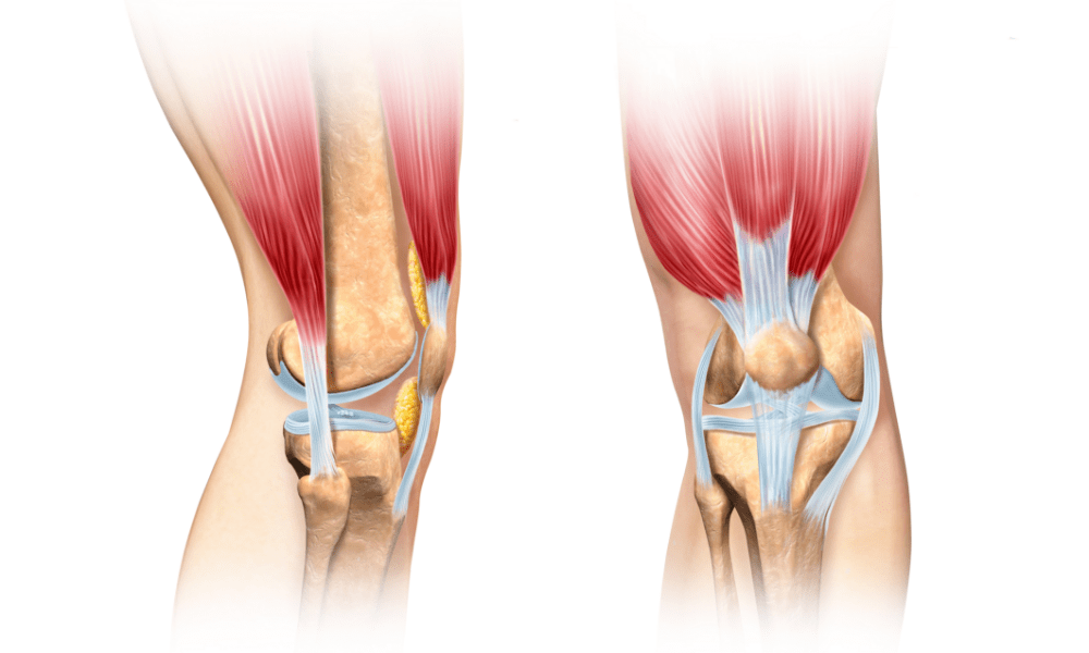 膝痛の原因の筋肉と靭帯